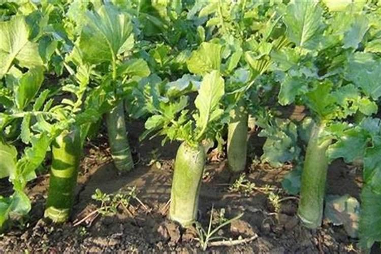 胡萝卜施肥用什么肥料