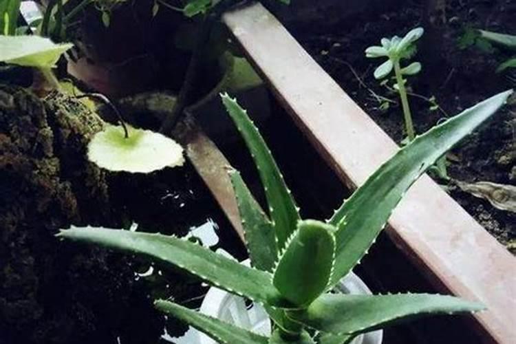 芦荟施什么肥最好