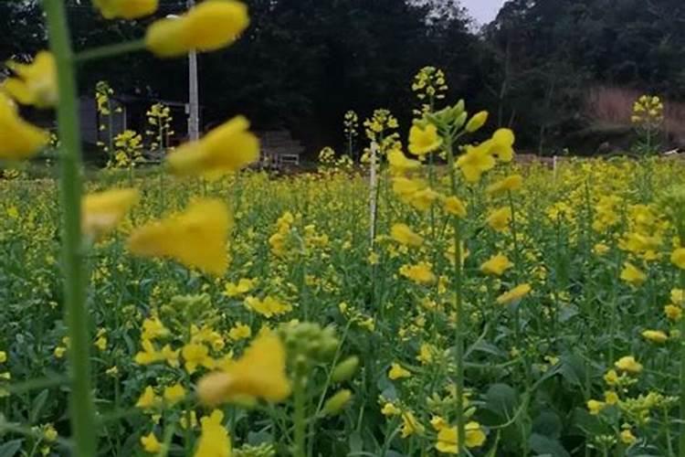 油菜施用硼肥的方法有哪些