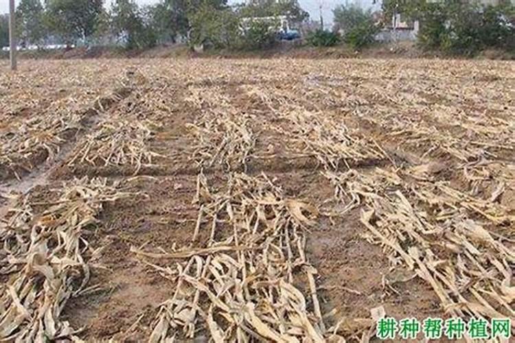 种植白三叶草一亩地要用多少种子