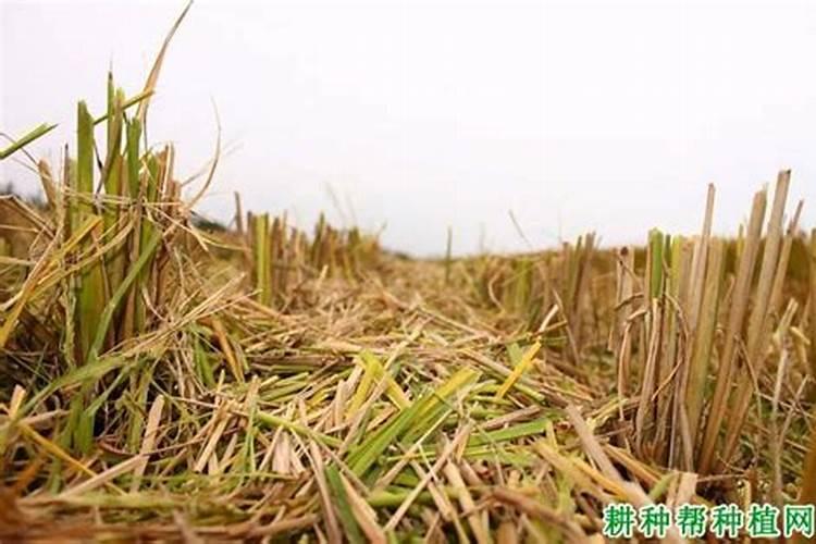一亩地需要多少斤黄花草种子