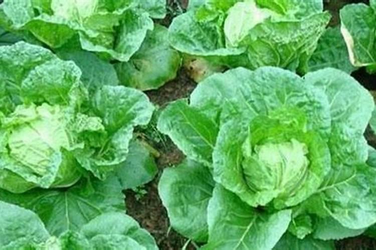 芸苔素内酯能用在苹果树上吗？效果怎么样？