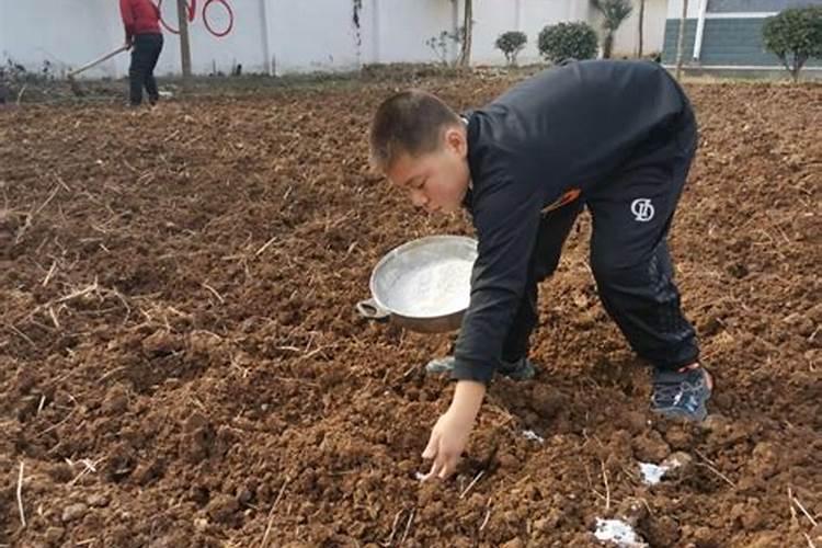 复合肥撒在地里面的肥效是多少天
