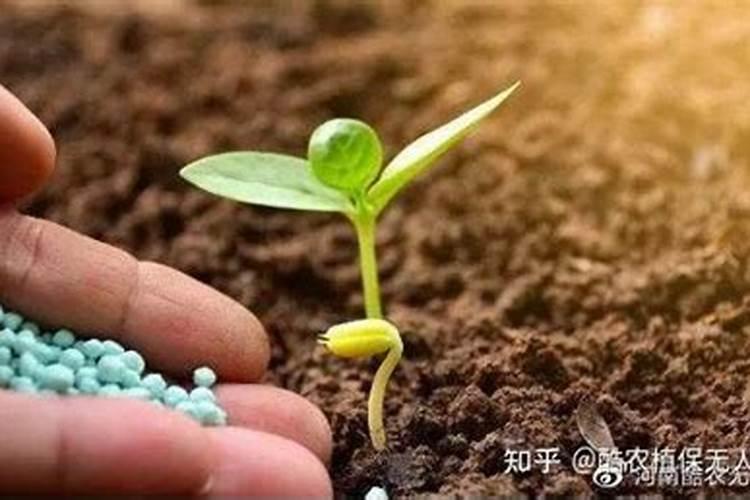 辣椒什么时候施用磷肥效果好？种植辣椒可以经常浇水吗？