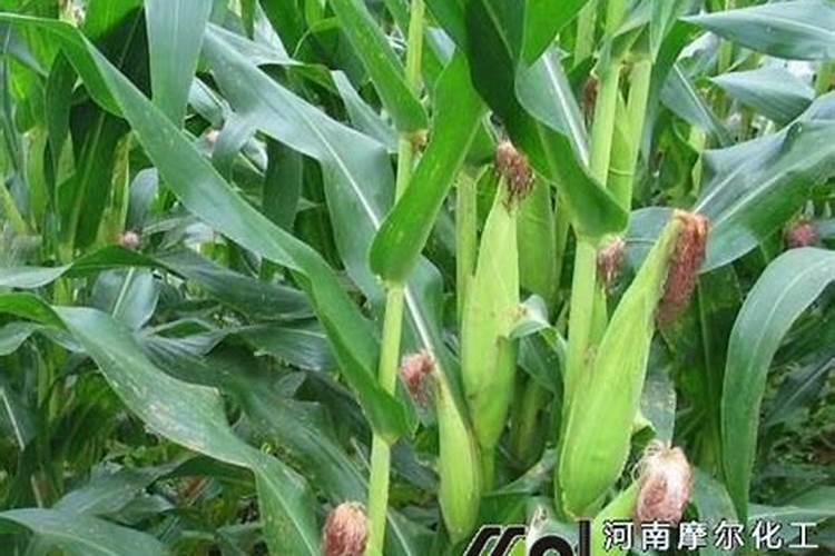 一公倾玉米用水溶肥追肥得用多少公斤？