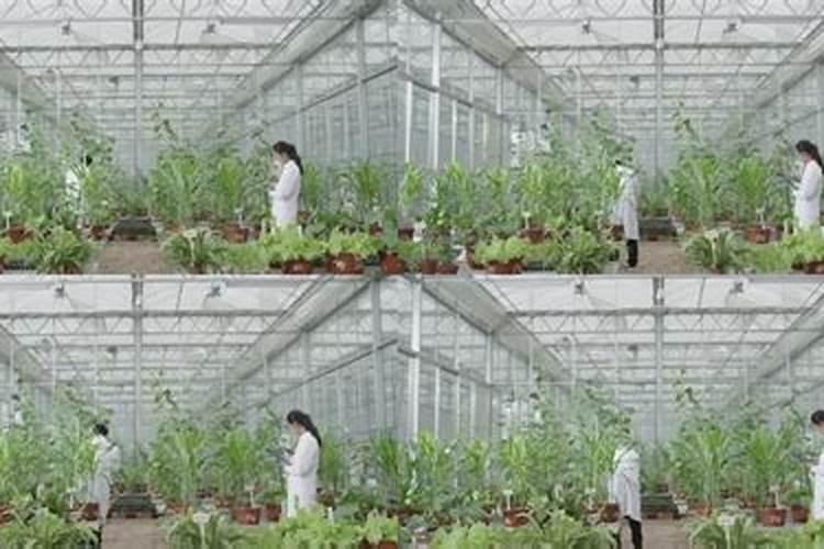 我家大棚种植蔬菜,请问应该怎么施肥？
