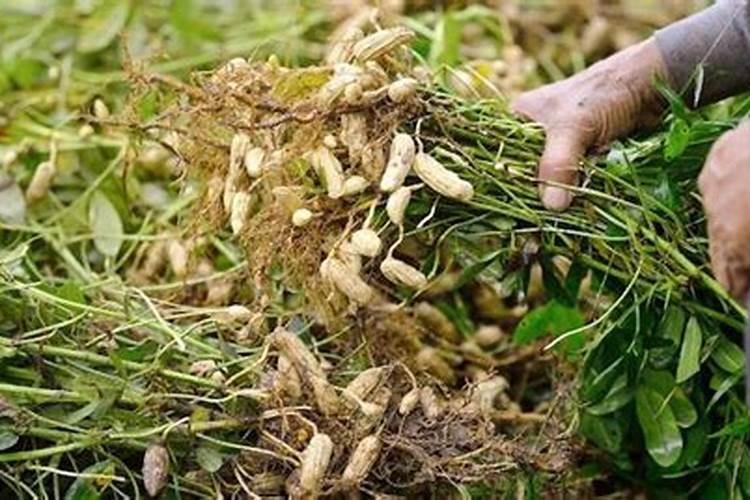 花生麸肥料如何使用才能达到效果好