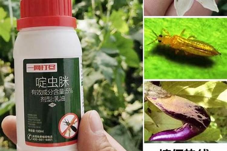 水稻8月几号打药最好