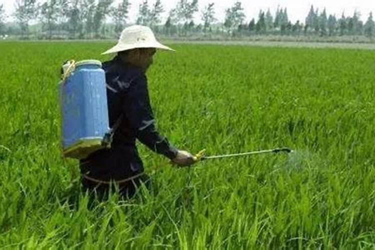 红薯防治地下害虫农药