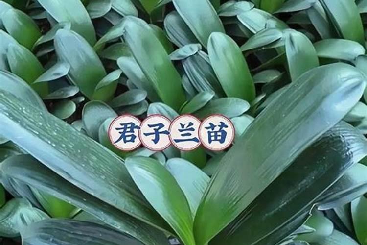 铵态氮肥的简易鉴别方法