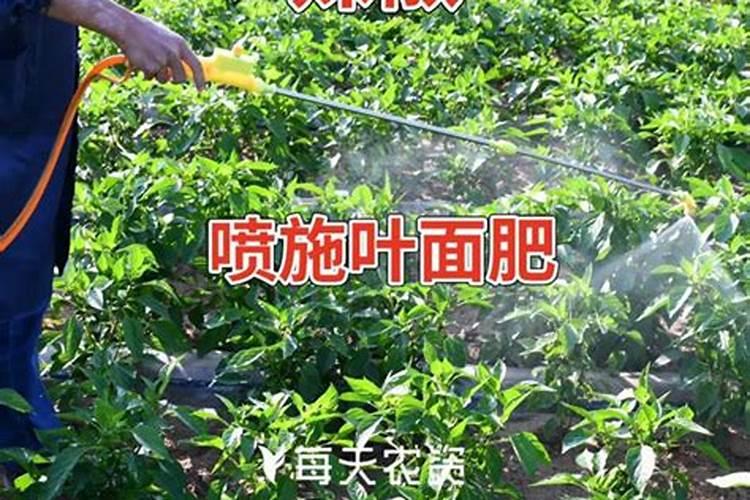油菜盛花期能喷叶面肥吗
