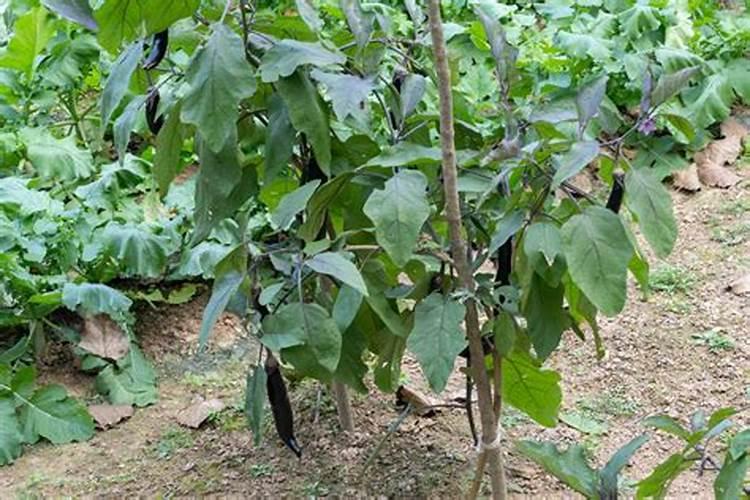 栀子花需要什么肥料最好(了解栀子花施肥时间和方法)
