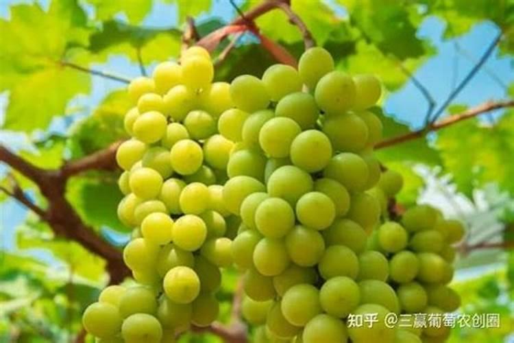 缓释液体氮肥有效果吗