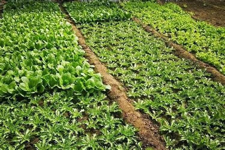 果树促花用什么叶面肥好？