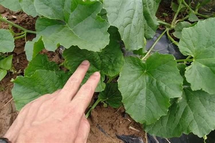 种香瓜用什么肥料最好