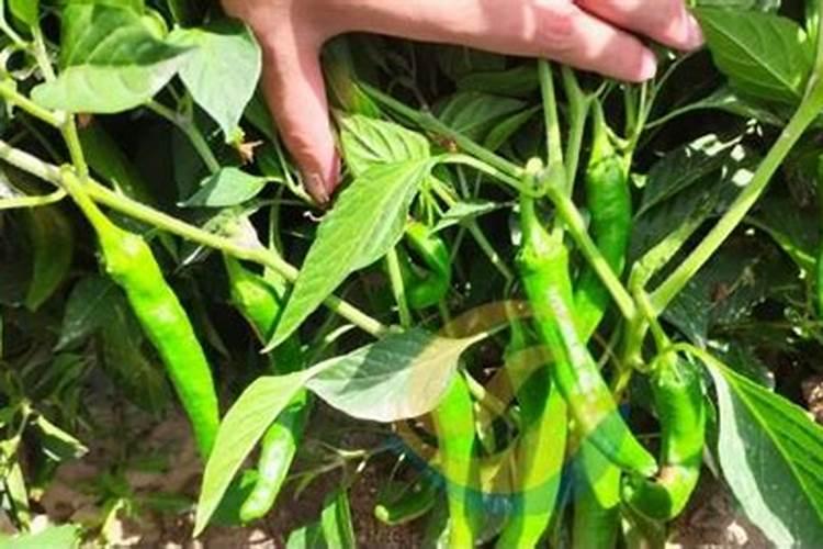 如何用碎果和果皮沤花？