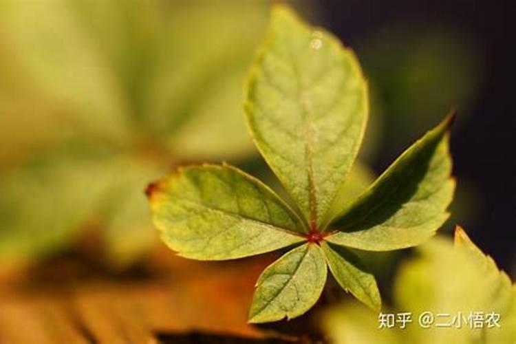 钾肥不能和什么混用