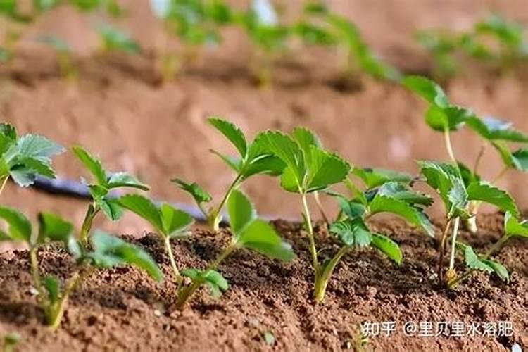 草莓生根壮苗的水溶肥有几种？