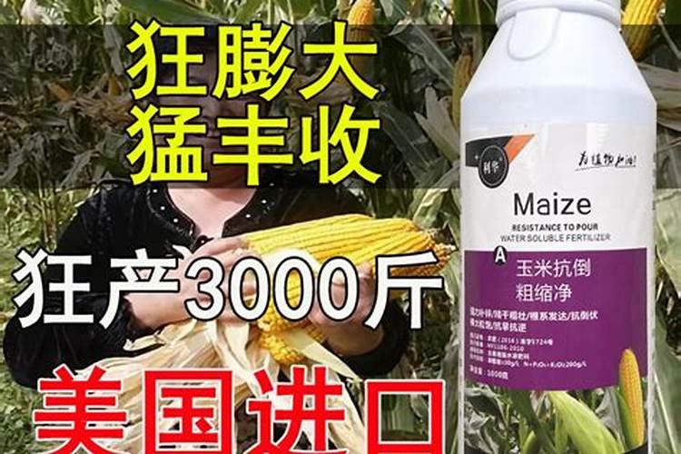 虎皮兰施什么肥好