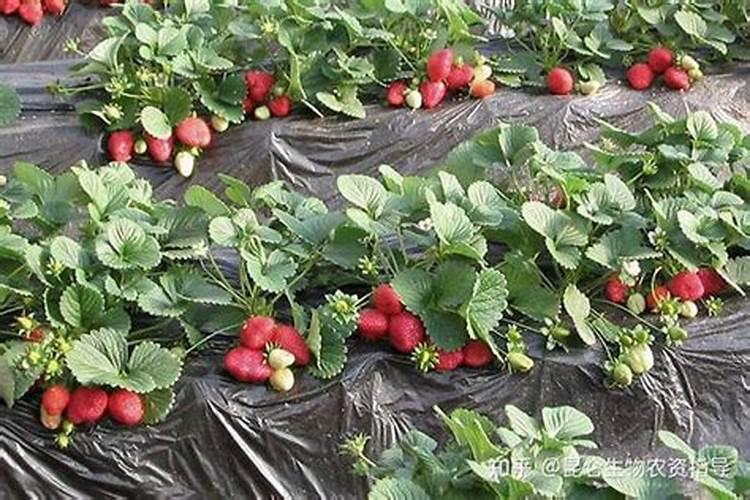 草莓苗种下后多久施肥草莓苗期管理技术