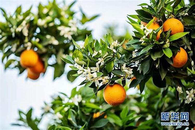柑橘促花时间和药物 促花方法要点