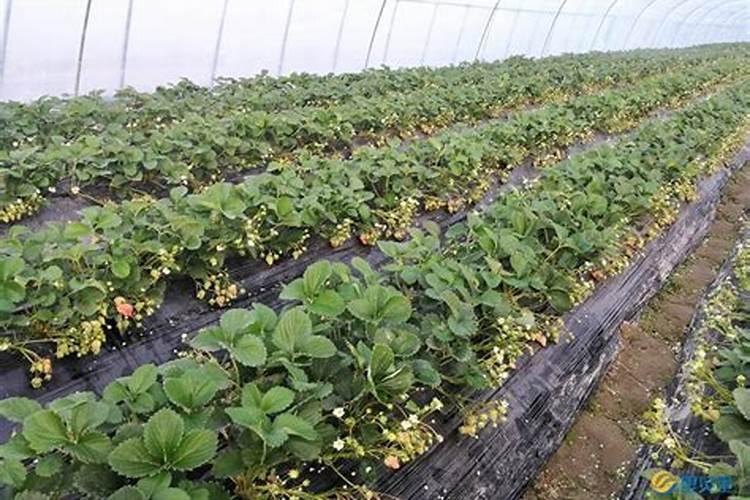 开花结果时施什么肥