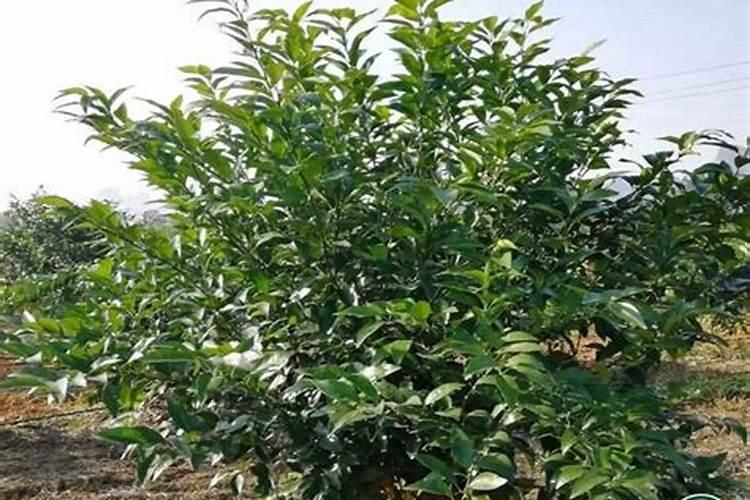 遇到091沃柑春梢大量出现的状况如何处理？