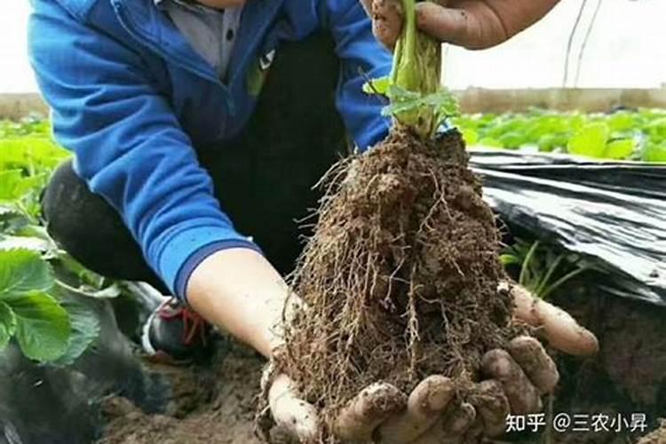 辣椒苗床期用什么肥料壮苗长得快