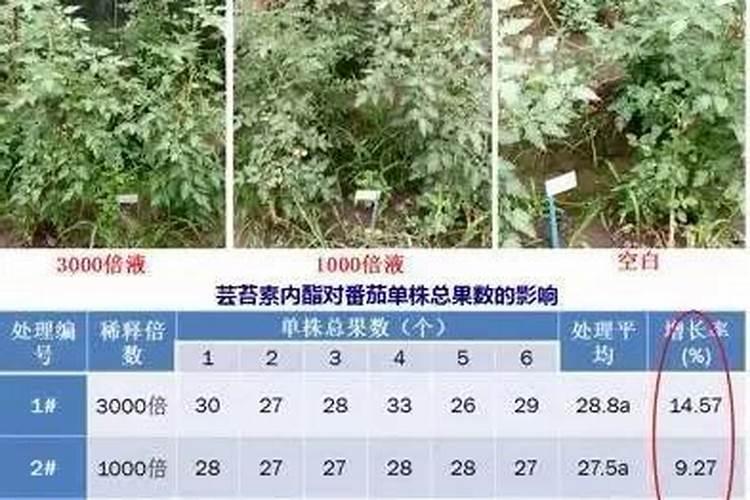 莴笋施什么肥长得粗壮