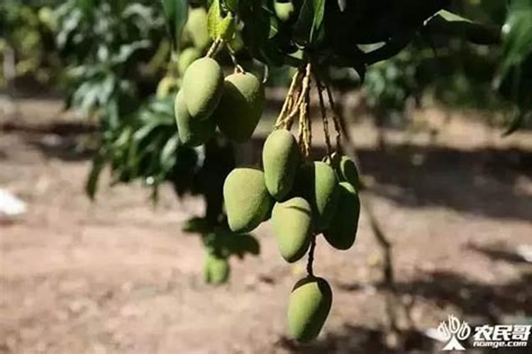 莴苣用什么肥料变高变粗 附莴苣的种植方法