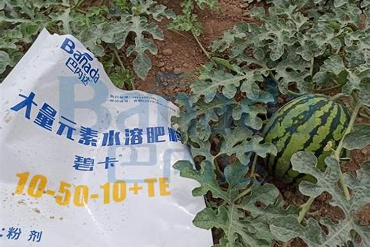 西瓜多少天停止膨大