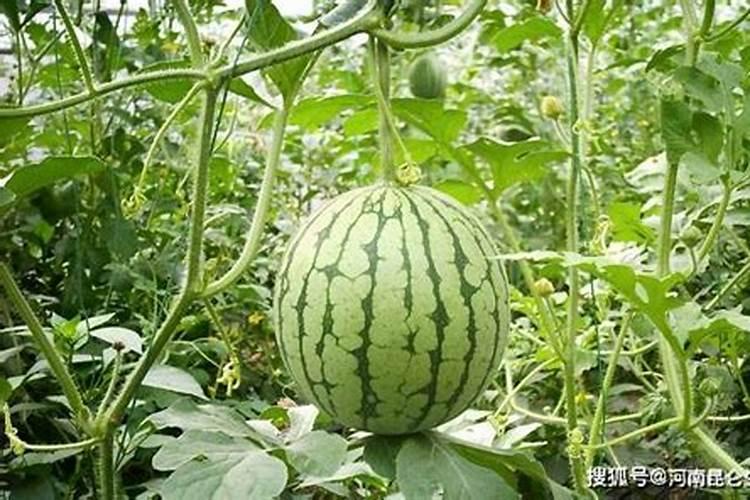 西瓜挂果后施什么肥