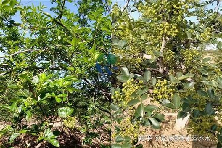 花椒树上什么复合肥最好