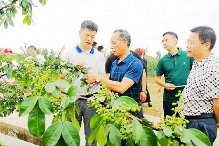 花椒用什么肥料好？