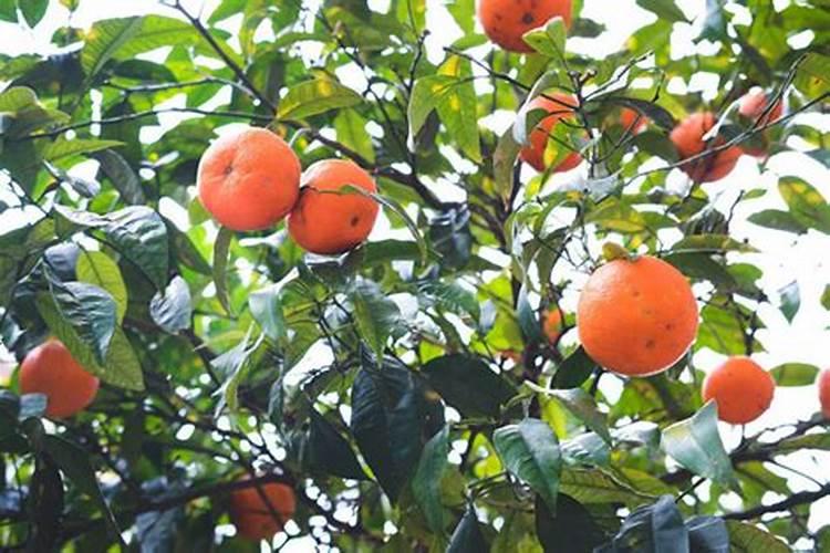 荔枝幻果喷尿素根外施肥可以吗？