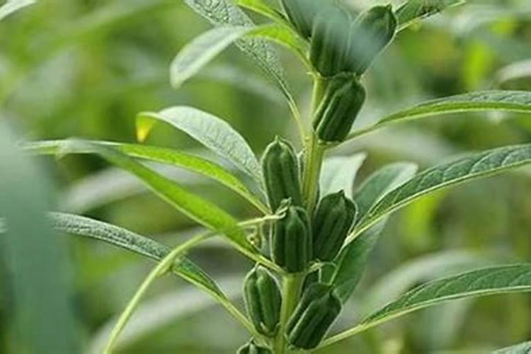 芝麻种植高产管理技巧 芝麻养护注意事项