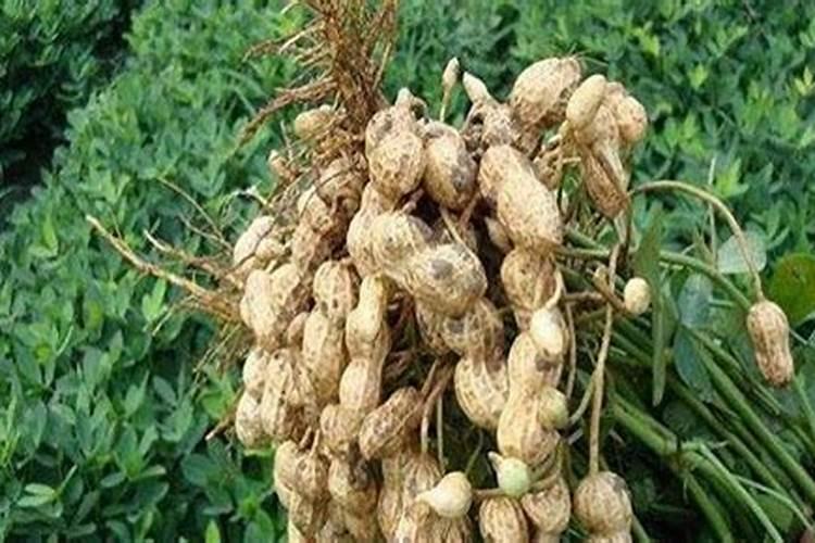 种花生用什么肥料
