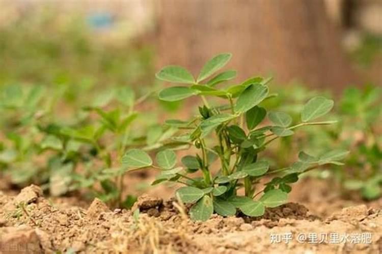 多久施一次磷肥 磷肥施用频率应为多久施一次