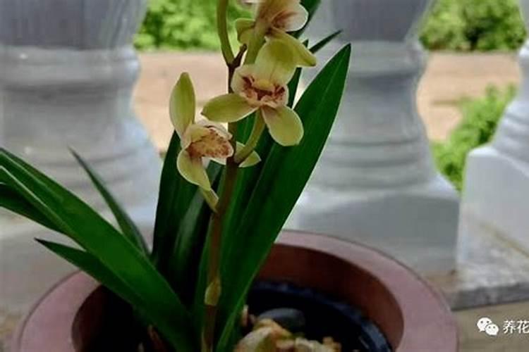 兰花浇什么肥料合适