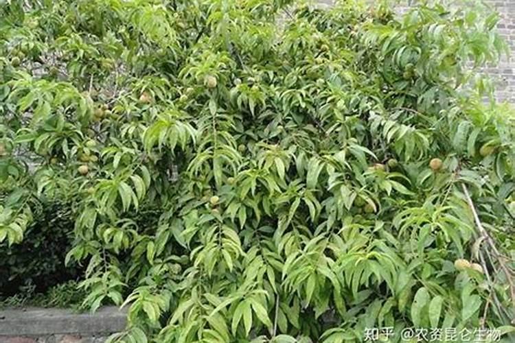 桃树硬核期施什么肥桃树硬核期怎么施肥