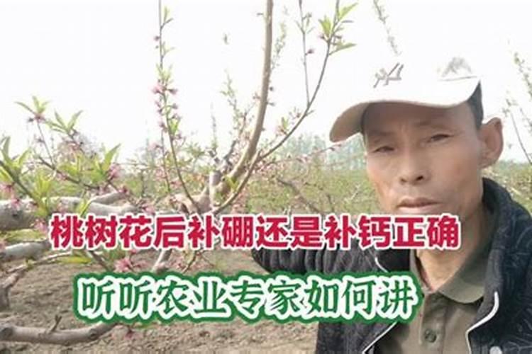 今年树上桃子小怎么回事