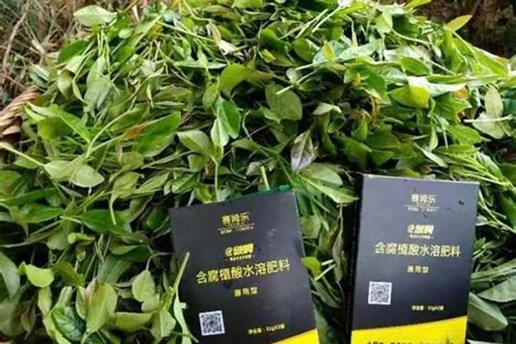叶面肥三天喷一次可以吗