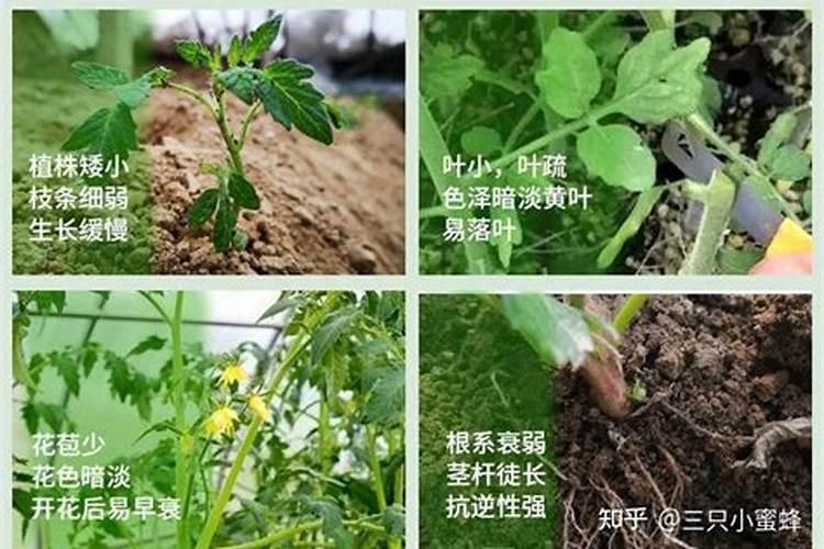 腐熟的花生壳能作为肥料吗(花生壳腐熟发酵变为养花肥料)