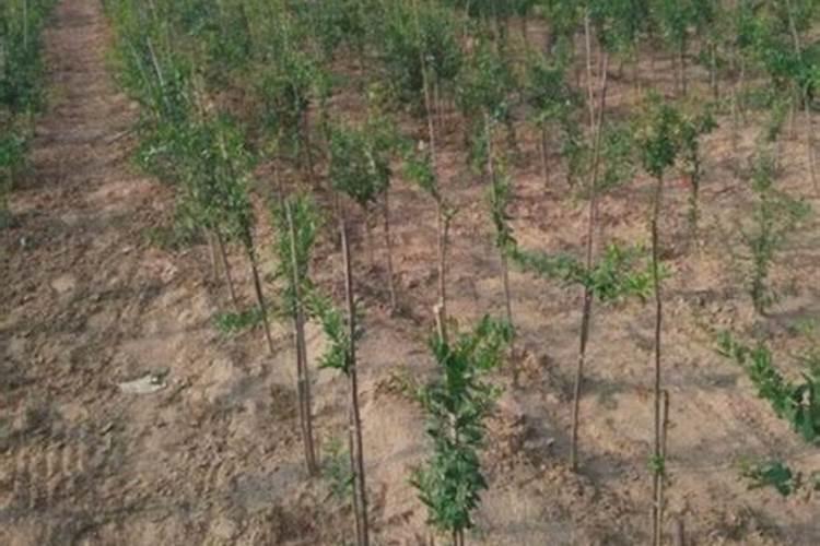 冬季如何做花生壳肥 花生壳肥料制作方法