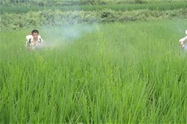 花生收获后,有许多空壳,请问是不是土壤中缺乏什么微量元素？