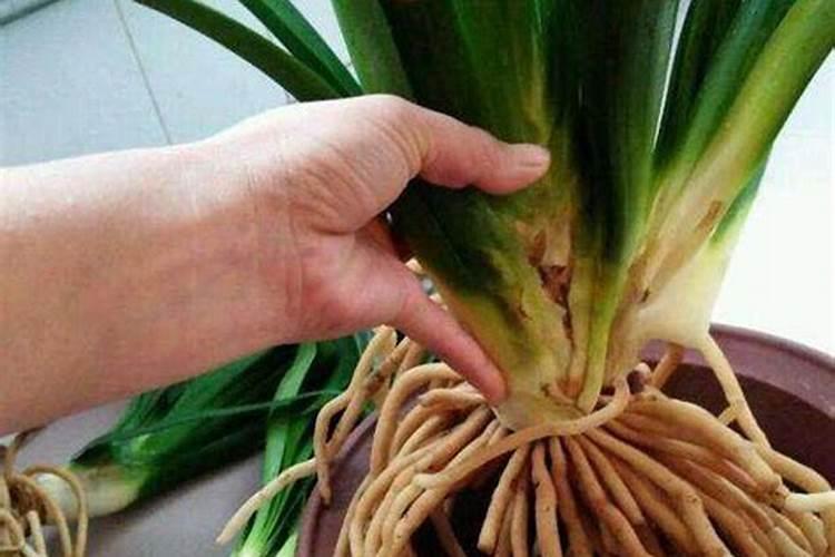 君子兰怎样浇水施肥