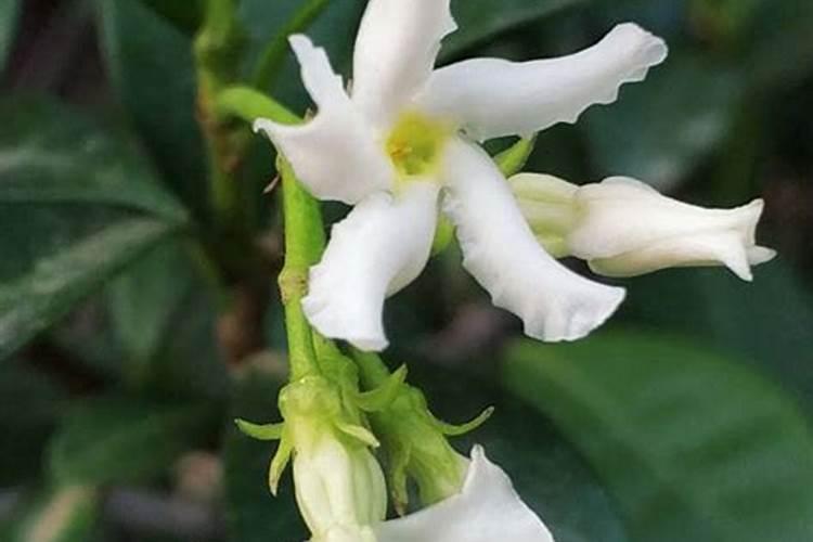 风车茉莉不开花怎么回事
