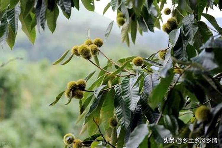 板栗园如何施用硼肥？