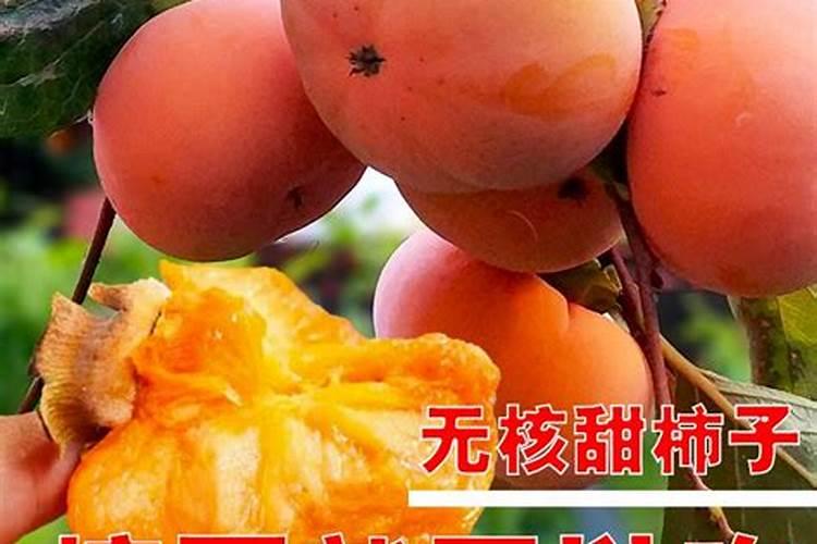 柿子苗移栽成活后要施什么肥
