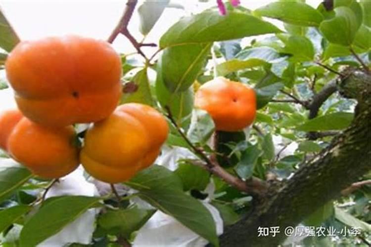 化学问题柿子施加什么化肥